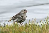 Plumbeous Sierra-Finchborder=